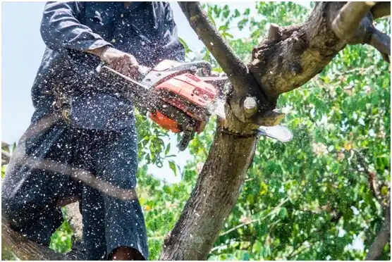 tree services Beverly